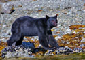 Ursus americanus